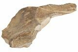 Fossil Plesiosaur Paddle & Coracoid - Asfla, Morocco #199983-6